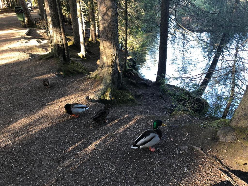 Lakeside Apartments Seefeld Seefeld in Tirol Ngoại thất bức ảnh
